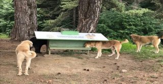 Sahipsiz Köpeklere Parazit Bakımı