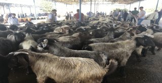 Siverekte Kurbanlıklar Pazara İndi