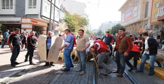 Şehrin Ortasındaki Koyunlar Görenleri Şaşkına Çevirdi