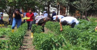 (Özel Haber) Hem Üniversite Okuyor, Hem De Organik Sebze Üretiyorlar