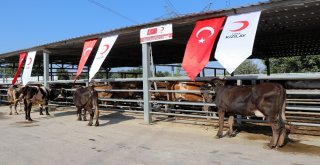 Başkan Erdoğanın Vekalet Kurbanı Sakaryada Kesildi