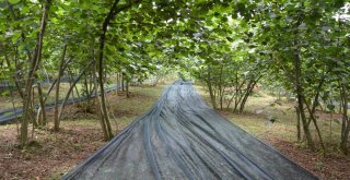 Fındık Hasadında Örtü Kullanımı Uygulaması Fatsada Gerçekleşti