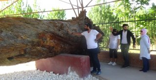 Osman Gazinin Salıncakta Sallandığı 12 Asırlık Çam Koruma Altında