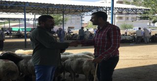 Siverekte Kurbanlıklar Pazara İndi