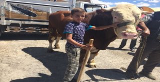 Kurban Pazarının Kralı