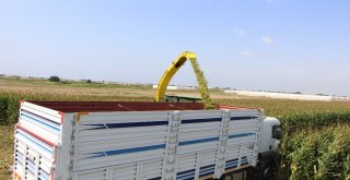 Antalyada Yılın İlk Silaj Üretimi Başladı