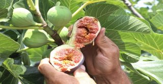 Dünyaca Ünlü Meyveye İhracat Yasağı