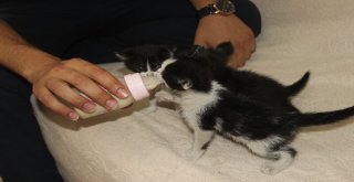 Yavru Kedileri Biberonla Büyütüyor
