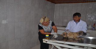 Barınakta Yakılmış Denilen Köpek Meğer Zifte Bulanmış