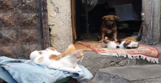 Sokak Hayvanlarına Kucak Açan Hayvansever Yetkililerden Yardım Bekliyor
