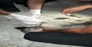 Hastane Personeli Ayağı Kırık Köpek İçin Seferber Oldu