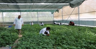 Üniversite ‘Mor Patates Geliştirdi