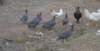 (Özel) Bu Tavuklar Kene Düşmanı