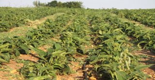 (Tekrar) Karı Koca Birlikte Şifa Ekiyor