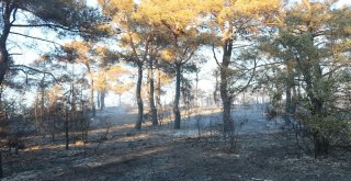 Çanakkalede Orman Yangını Kontrol Altında