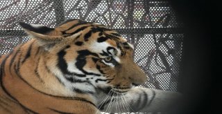 Turkish Cargo, Vahşi Doğanın Yırtıcılarını Bulutların Üzerine Taşıdı