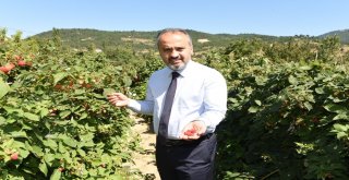 Dağ Yöresinde Hasat Zamanı