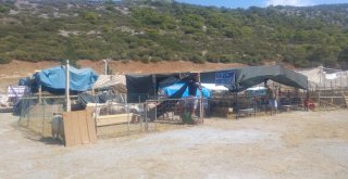 Kuşadasında Kurbanlıklar Elde Kaldı