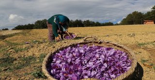 Kilosu 30 Bin Tl Olan Safranda Hasat Başladı