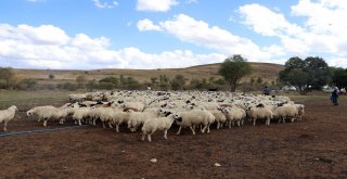Yayla Sezonunda Sona Gelindi