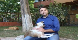 (Özel) Ölüme Terk Edilen Felçli Köpek Uzatılan Yardım Eliyle Hayat Döndü