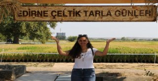 Yerli Ve Milli Çeltik Tohumları Görücüye Çıktı