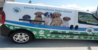 Başkan Yılmaz, Sokak Hayvanlarını Görmezden Gelmedi