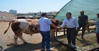 Aliağada Kurbanlıklar Alıcılarını Bekliyor