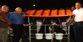 Mersin Büyükşehir Belediyesi Buzağı Barınağı Dağıttı