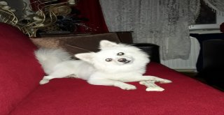 Kafesini Açan Paşa Deniz Otobüsünden Atladı