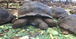 Dev Kaplumbağaların Yuvası: Changuu Adası
