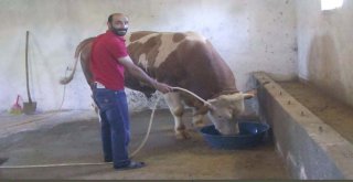 1 Ton 100 Kilo Ağırlığındaki ‘Beşo Alıcısını Bekliyor