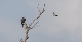 (Özel Haber) Karacabey Longozunda 270.tür Böyle Kaydedildi