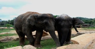 Dünyanın En İlginç Yetimhanesi: Fil Yetimhanesi