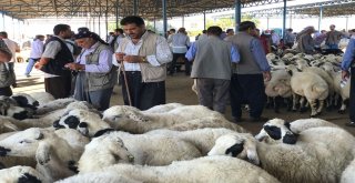 Siverekte Kurbanlıklar Satılmaya Başlandı