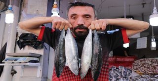 Karadenizde  “Palamut” Ve “Kalkan Balığı” Bereketi