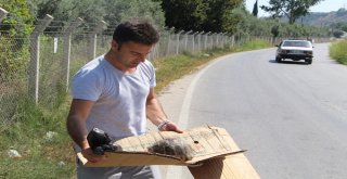 Tatilci Kaplumbağaya Siper Oldu