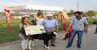 Podyuma Bu Defa Buzağılar Çıktı