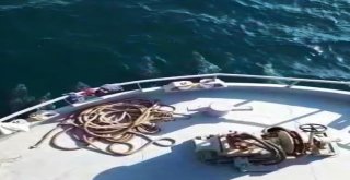 Yunusların Balıkçılara Rehberliği Kamerada