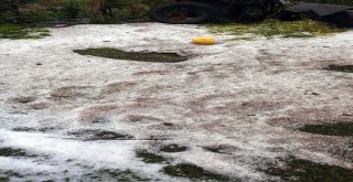 Ardahanda Dolu Etkili Oldu