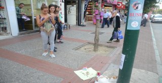 (Özel Haber) Mama İçin Dilenen Kedi Fenomen Oldu