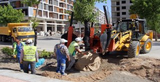 Van Büyükşehir İskele Caddesindeki Ağaçları Kent Ormanına Taşıyor