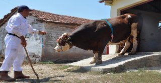 Çorumda 2 Tonluk Kurbanlık Görücüye Çıktı