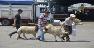 Denizlide Kurbanlık Hayvan Alışverişleri Hızlandı