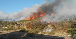 Didimde 50 Dekarlık Makilik  Kül Oldu