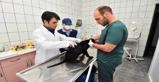 Bağcılarda 4 Bin 644 Sokak Hayvanına Kuduz Aşısı Yapıldı