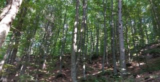 (Özel Haber) Tarihi Manastırları Arkeologlar Yerine Defineciler Kazıyor