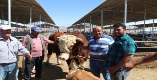 1.5 Tonluk Boğa 21.5 Bin Tlye Alıcı Buldu