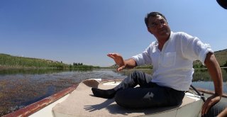 Sakarya Nehri Yeniden Doğuyor