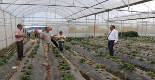 İl Müdürü Sarıdan Çilek Bahçelerinde İnceleme